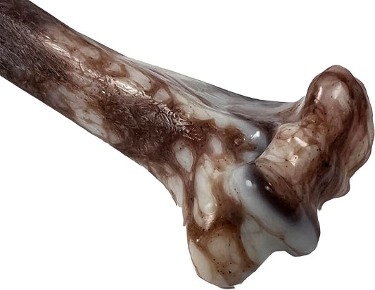 New The Pet Store Jurassic Bone Chew Toy